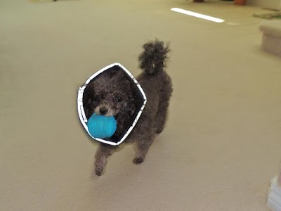 Photos of Paws of the Rockies Animal Hospital