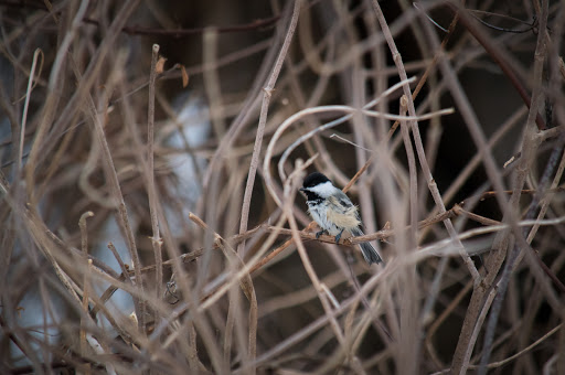 Nature Preserve «Crabtree Nature Center», reviews and photos, 3 Stover Rd, Barrington, IL 60010, USA