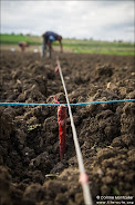 Plantation pour l'avenir