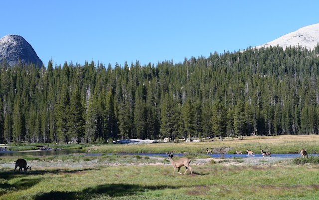Glen Aulin High Sierra Camp