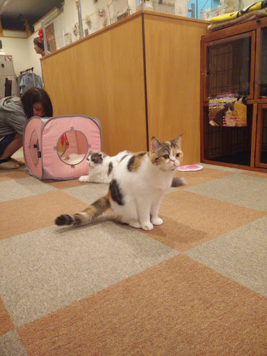 Cat Cafe Nyankoto
