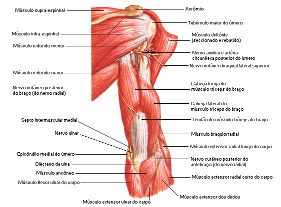 Músculos posteriores. Fonte: Netter, 2015.