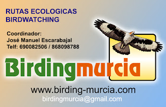 BirdingMurcia