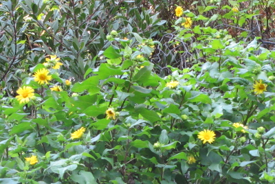 sunflowers on the hillside