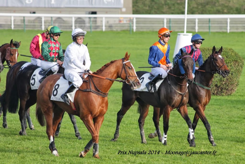 Photos Auteuil 23-11-2014  IMG_5894