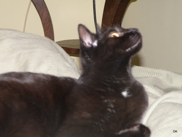 Obrazek