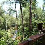 Views from the Boardwalk on the Wildlife Exhibits in Blackbutt Reserve (402154)