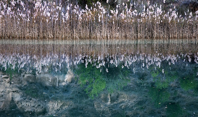 Un muro de carrizos, reflejados en el agua de un rio tranquilo