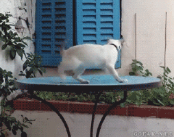 200-2.gif