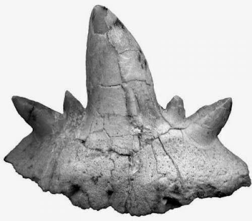 Prehistoric Shark Species Found In Arizona