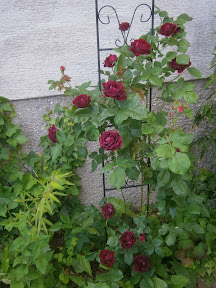 [Bild: P6060246.JPG]