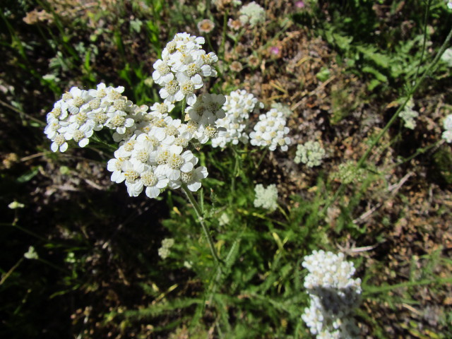 flowers along the trail