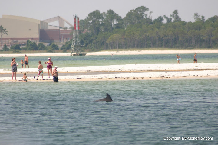 dolphin
