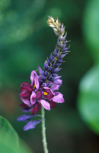 Flower of Kudzu