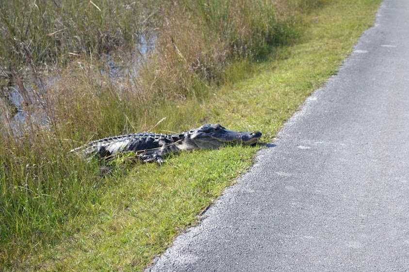 Аллигатор. Национальный парк Эверглейдс, Флорида (Everglades National Park, FL)