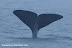Sperm whale diving