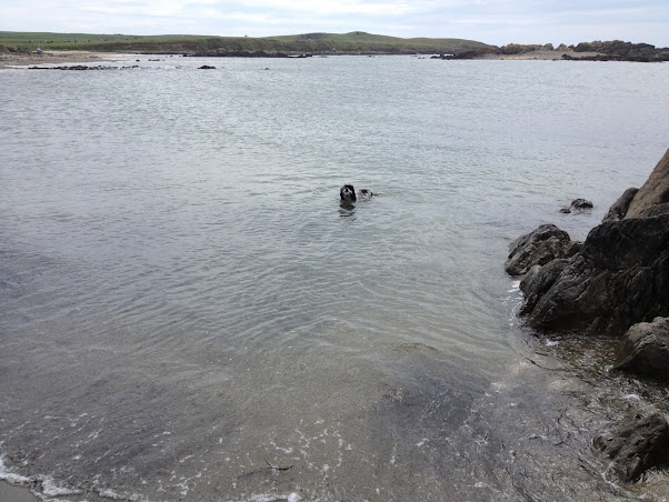 Charlie Brown American cocker spaniel, having a swim at broad beach