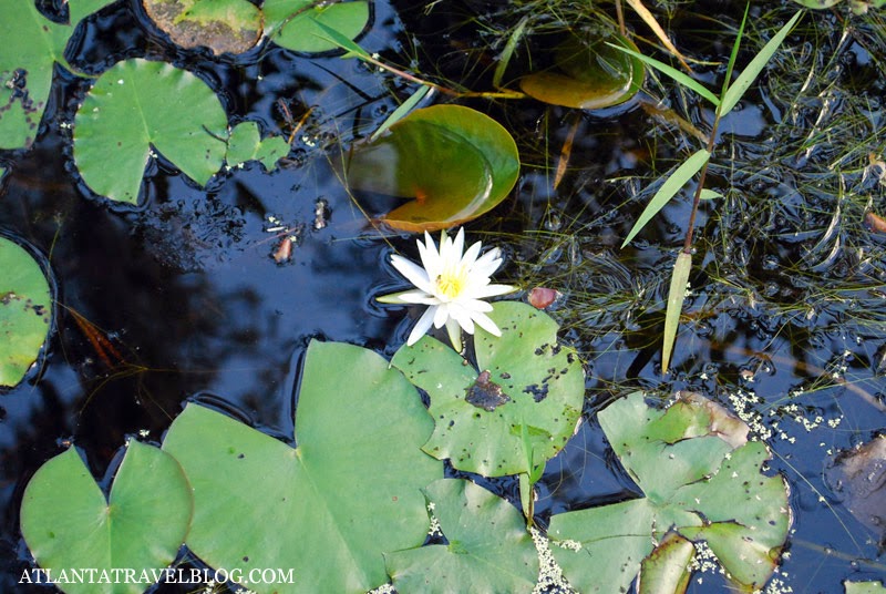 Okefenokee