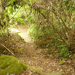 Track near Gap Creek picnic area in the Watagans (323612)