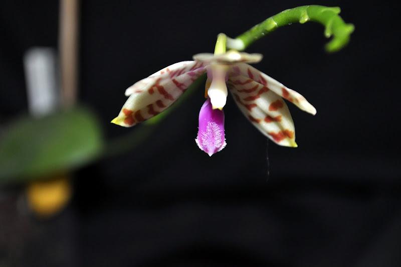 Phalaenopsis tetraspis x phalaenopsis pulchra var.alba DSC_0012