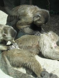 monos espulgándose