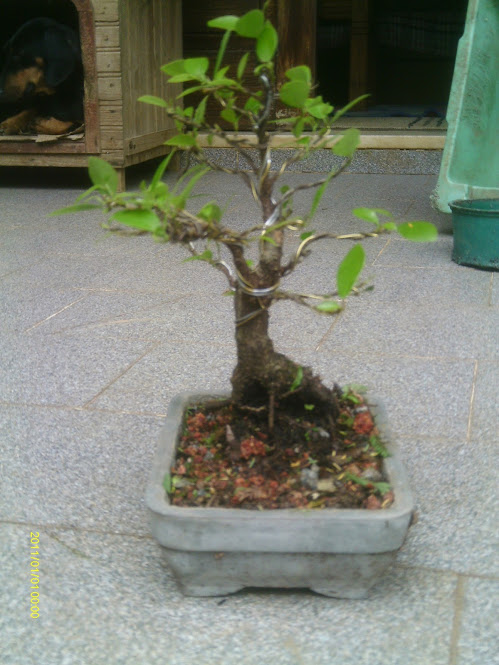 Ficus Retusa 23 cmts. ... IMAG0282