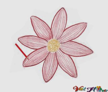 vẽ hoa cúc bằng bút chì