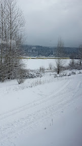 View from the Amtrak by Kelso as we escape Snowpacalypse PDX for Seattle