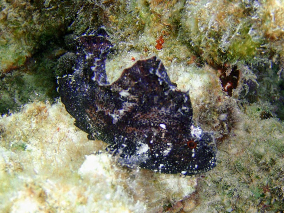 Taenianotus triacanthus (Leaf Scorpionfish), Aitutaki.
