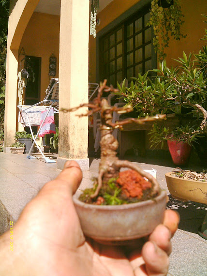 Ficus Microcarpa , 7 cmts.  ... IMAG0308