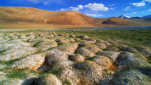 Tussocks of Permafrost, Ladakh, India.jpg