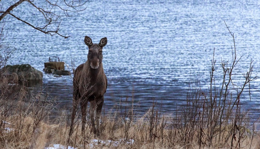 Reindeer, north of the Arctic Circle, Norway. Photographer Benny Høynes 