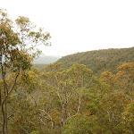 Views of forest near Mt Sugarloaf (324803)