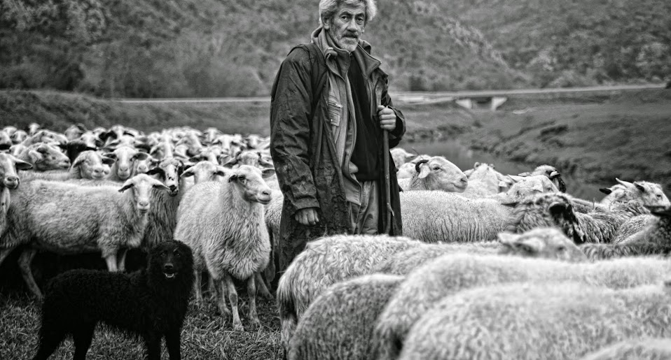 Pastir v dolini Mirne