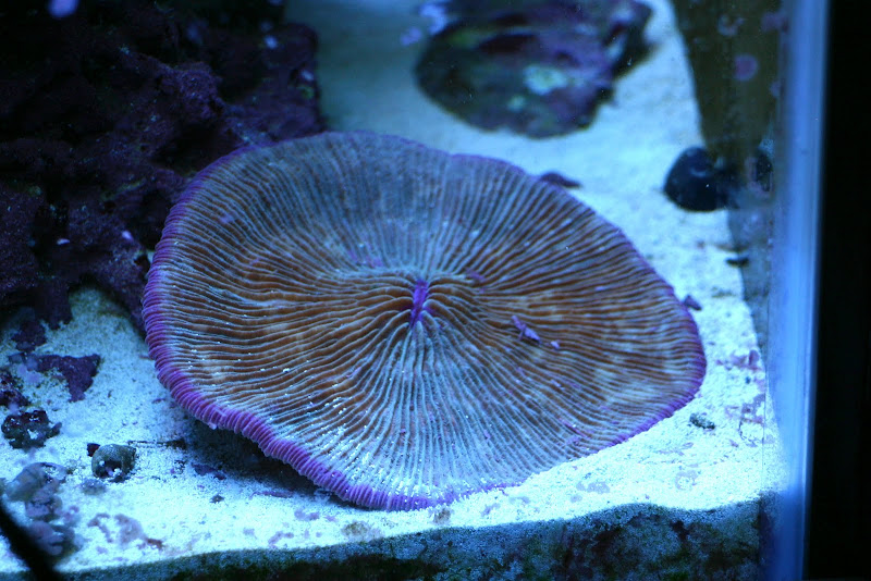 IMG 3722 - Zoas and some softies! A+ Coral!