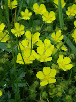 Flora en Fauna - Potentilla.JPG