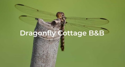 DragonflyCottagebnb logo