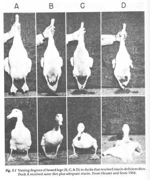 Muscovy Duck Growth Chart