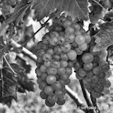 Castiglione Tinella i vigneti di Moscato - fotografia di Vittorio Ubertone