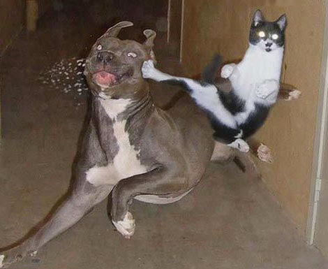 Photo : 手強いボクサー犬もネコキックで仕留める ! !