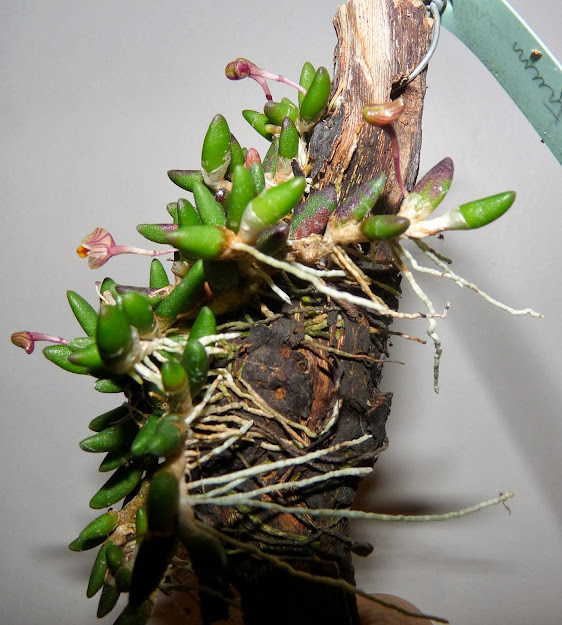 Dendrobium lichenastrum P1370741