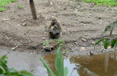 Animals at the Animal Rescue Center in the Amazon