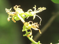 https://lh5.googleusercontent.com/-MK57hlefWS0/T4VKVDef12I/AAAAAAAAAUk/fbda63DWZi8/s1600/Burmese+Silk+Orchid+Tree+-+Flower.jpg