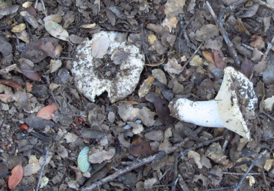 white mushrooms shaped like a flathead screw