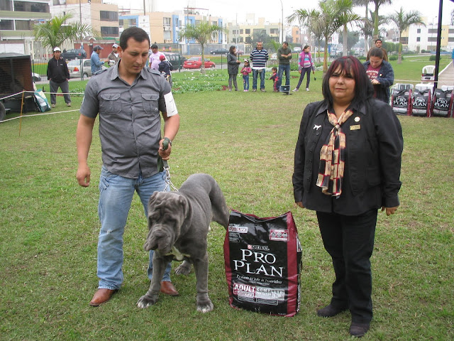 6° ESPECIALIZADA DE  EL CLUB DEL MASTINO NAPOLETANO IMG_0045