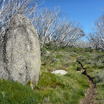 Granite Tor among the snow gums (263741)