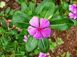 Image result for Catharanthus roseus