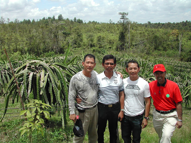 Dragon+fruit+plantation