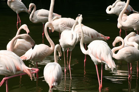 flamingo