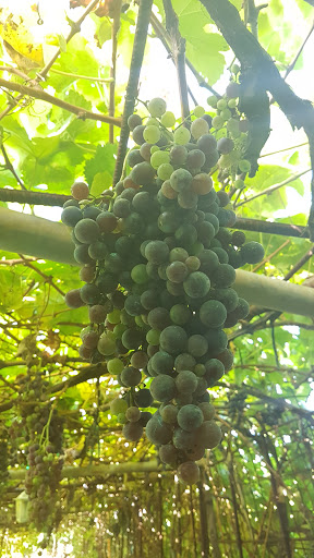 Guachinche La Finca
